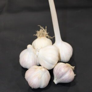 Romanian Red Garlic